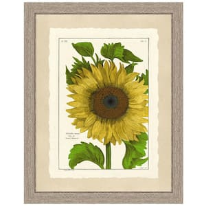 Sunflower Framed Archival Paper Wall Art (26 in. x 32 in. in full size)