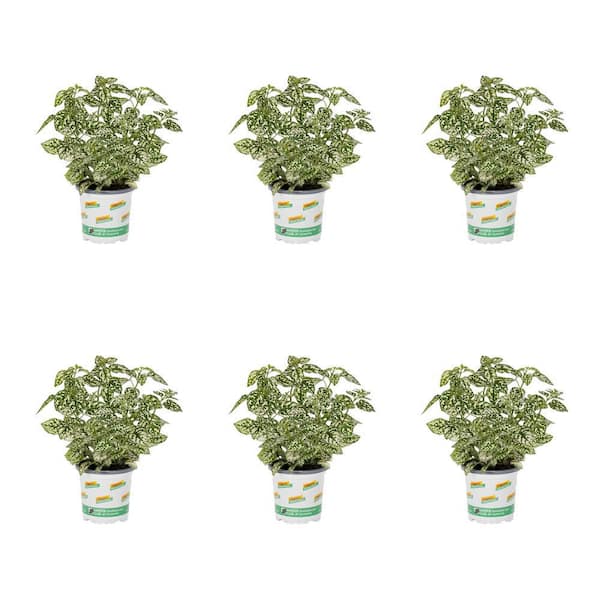 1-Pint Hypoestes Splash Select White Polka Dot Plant Annual Plant (6-Pack)