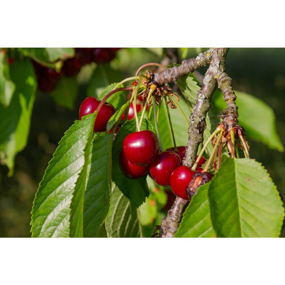 Reviews for BELL NURSERY Balaton Cherry Live Bare Root Tree 4 ft. to 5 ...