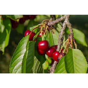 Balaton Cherry Live Bare Root Tree 4 ft. to 5 ft. Tall, 2-Years Old