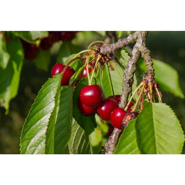 BELL NURSERY Balaton Cherry Live Bare Root Tree 4 ft. to 5 ft. Tall, 2-Years Old