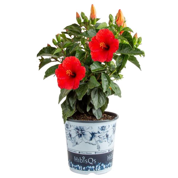 Costa Farms Red Premium Hibiscus Tropical Live Outdoor Plant in 1 Gal Grower Pot, Avg. Shipping Height 1-2 ft. Tall