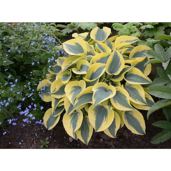 PROVEN WINNERS 1 Gal. Shadowland Autumn Frost (Hosta) Live Plant in Blue Foliage