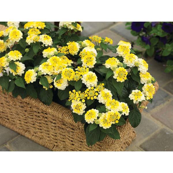 Vigoro 1.5 PT Lantana 'Bandana Lemon Zest' Yellow Annual Plant