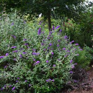 2 gal. Groovy Grape Butterfly Bush Flowering Shrub with Fragrant Violet-Purple Flowers