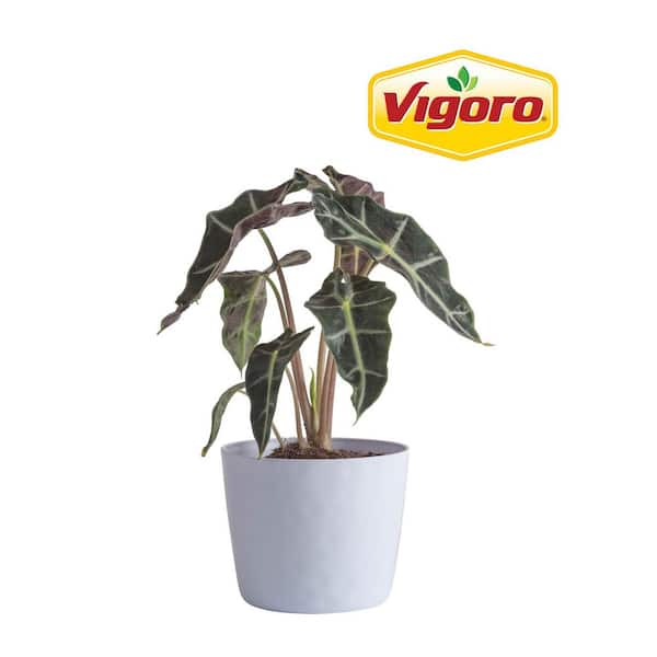 Vigoro Alocasia Polly Plant in 6in. White Decor Pot, Avg. Shipping Height 1-2 ft. Tall