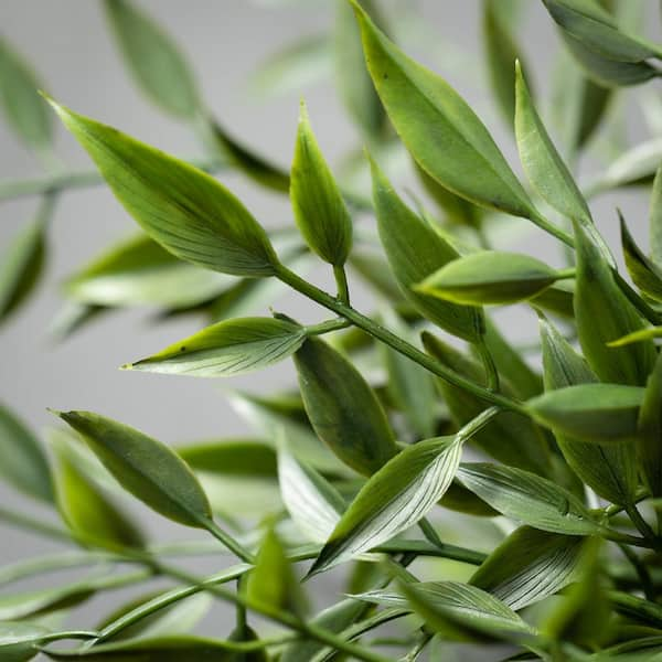 Italian Ruscus Leaf Branch, Fake Green Stems & Plants