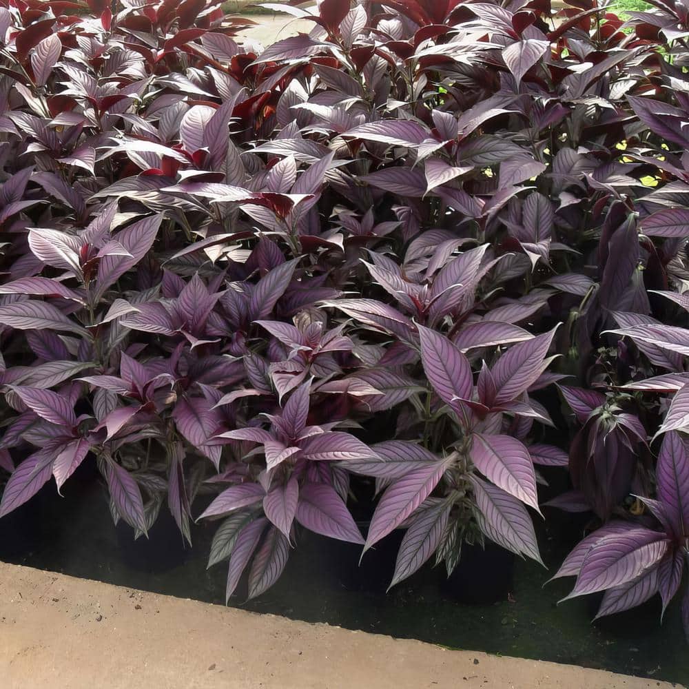 4-Inch Persian Shield Purple Bloom Strobilanthes Plant