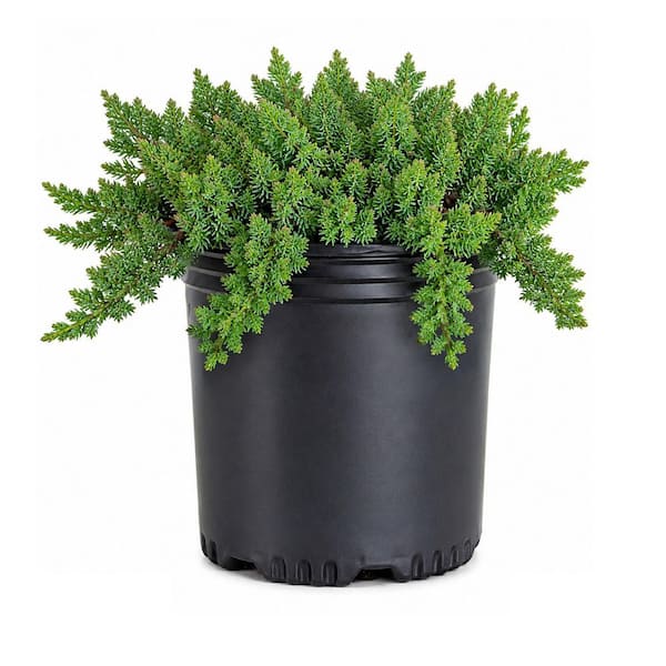 2.5 Qt. Juniper Procumbens Nana Evergreen Groundcover Shrub