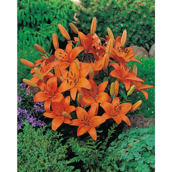 BELL NURSERY 1 Qt. Orange Asiatic Lily Live Flowering Perennial Plant (4-Pack)