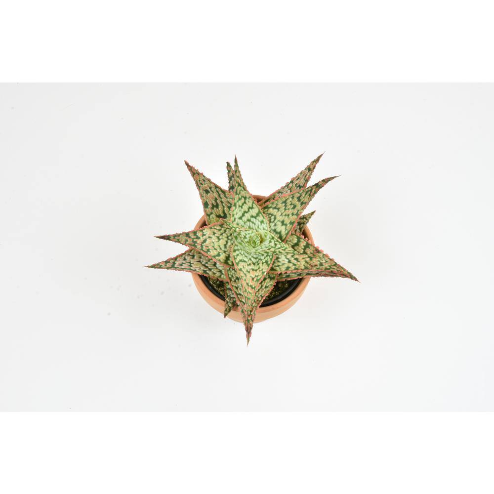 Star Aloe Succulent in Terracotta Clay Pot, 3.5 Inch
