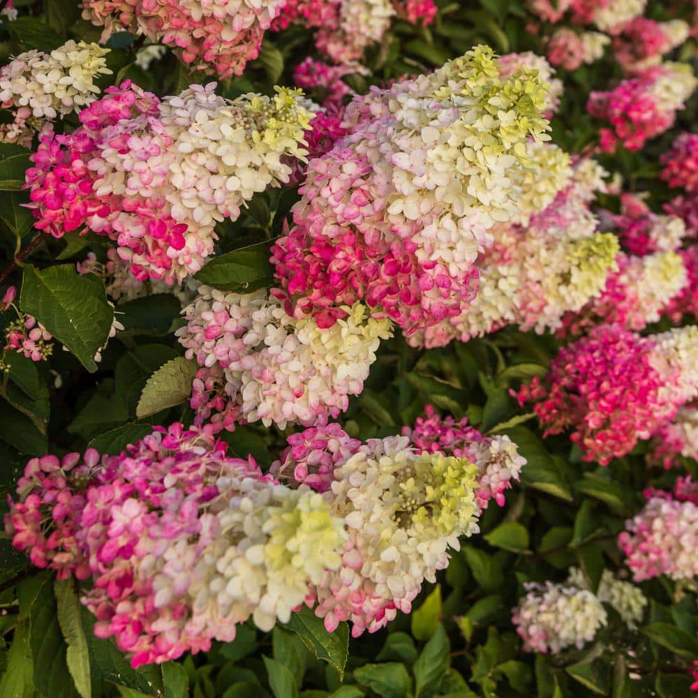 national PLANT NETWORK 1 Gal. Berry White Hydrangea Flowering Shrub ...