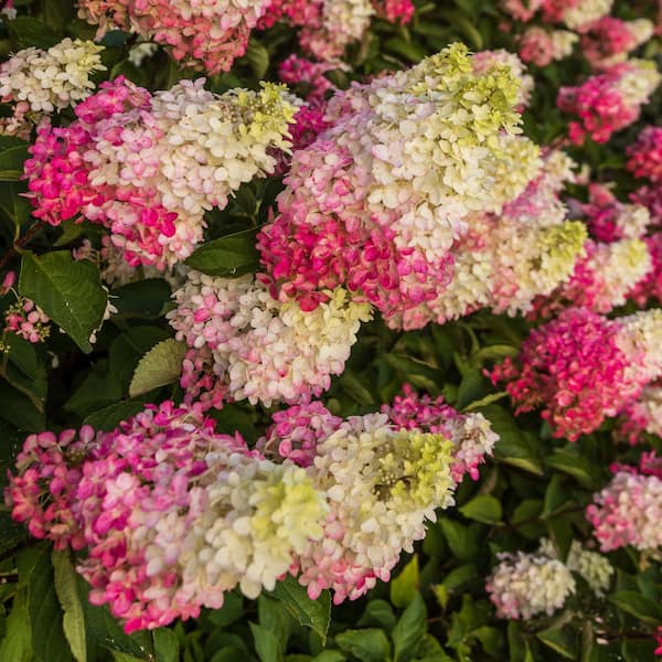 1 Gal. Hydrangea Berry White Shrub Plant with White and Pink Flowers