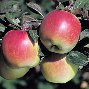 Anna Reachables Apple Malus Live Fruiting Bareroot Tree (1-Pack)
