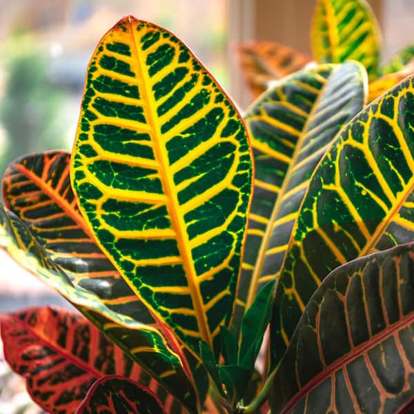 national PLANT NETWORK 4 In. 'Petra' Croton Plant in black pot - 4 Piece