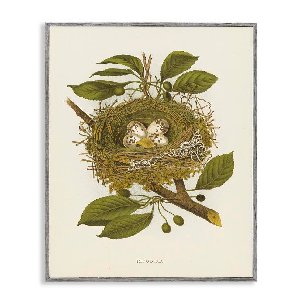 Birdnest with Spotted Eggs by Tina Higgins Designs, Inc. Gray Framed Nature Giclee Art Print 20 in. x 16 in. price history on PriceWatchPro