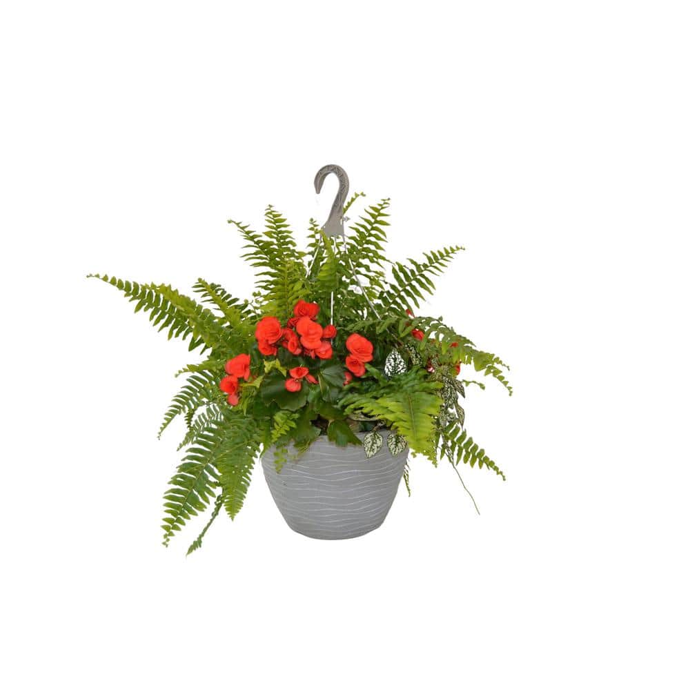 12 in. Begonia Plant Hanging Basket in Red