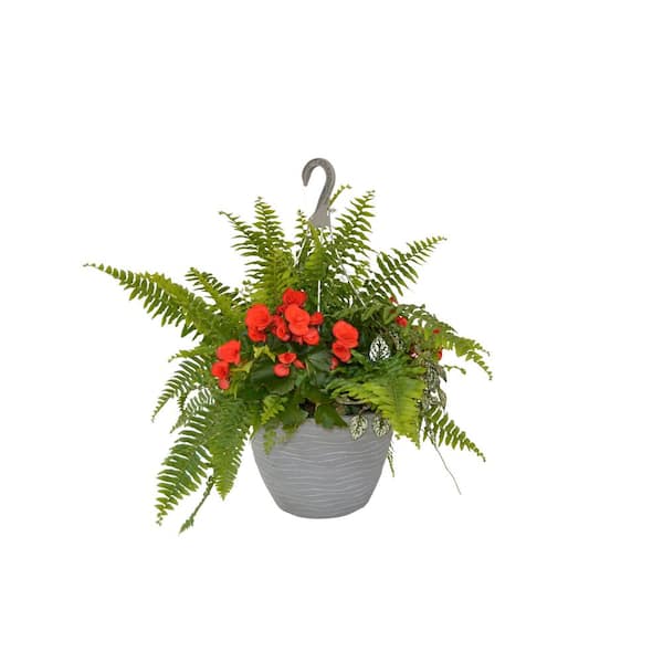 Unbranded 12 in. Begonia Plant Hanging Basket in Red