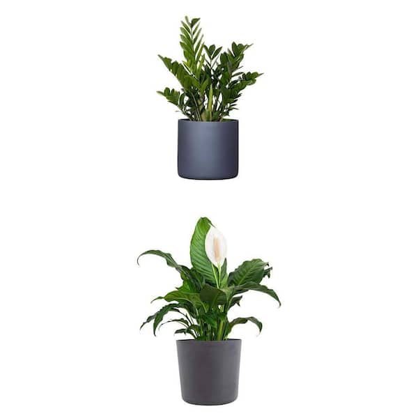 United Nursery ZZ Plant in 10 in. Graphite Pot and Peace Lily in 10 in ...