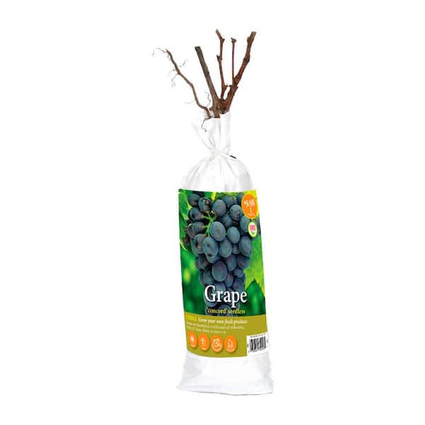 Unbranded Grape Concord Plant (1-Pack)