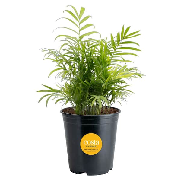 Neanthebella Indoor Palm in 6 in. Grower Pot, Avg. Shipping Height 1-2 ft. Tall