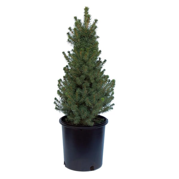 Unbranded 3 Gal. Alberta Spruce Holiday Shrub Plant