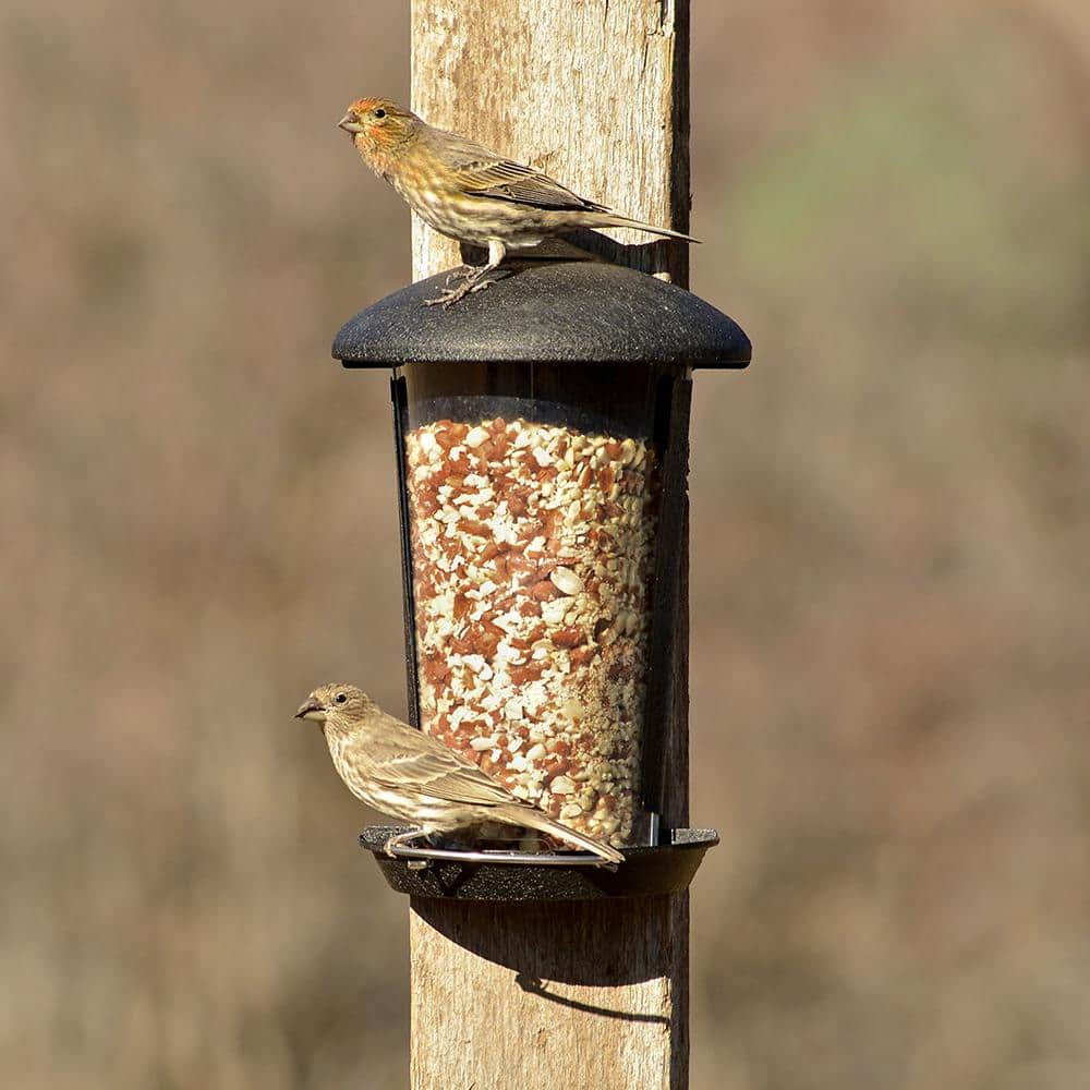 Black Plastic and Wood Wall Mount Bird Feeder with Tray