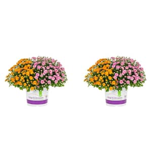 3 Qt. Orange, Purple Drop N Decorate Mum Chrysanthemum Mix Perennial Plant (2-Pack)