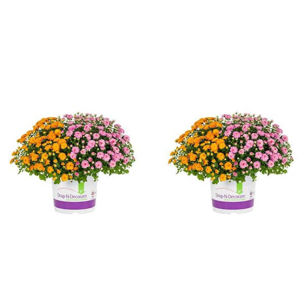 METROLINA GREENHOUSES 3 Qt. Orange, Purple Drop N Decorate Mum Chrysanthemum Mix Perennial Plant (2-Pack)