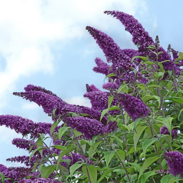 National PLANT NETWORK 2 25 Gal Buddleia Black Knight Flowering Shrub With Purple Blooms HD7120