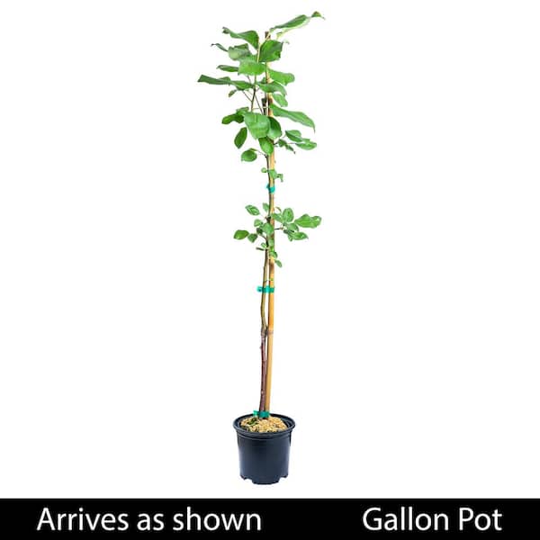 Gala Apple Low Chill Fruit Tree APPGAL01G - The Home Depot