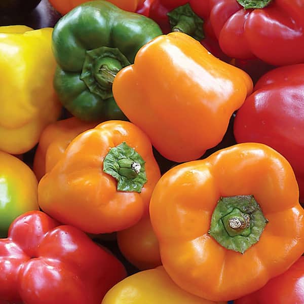 Ferry-Morse Sow Easy Pepper Bell Color Mix Seeds 2441 - The Home Depot