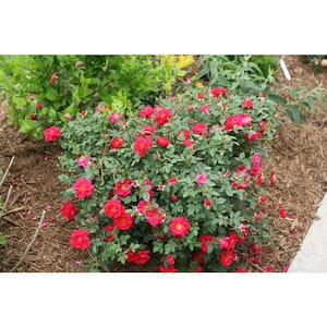 4.5 in. Quart Oso Easy Urban Legend Rose Rosa Live Plant, Red Flowers