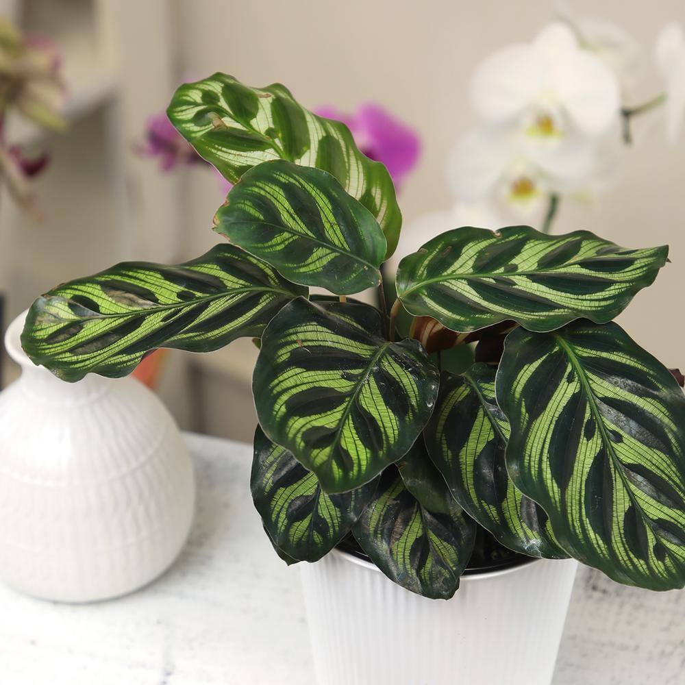Calathea Makoyana in White Planter, Large Indoor Houseplant