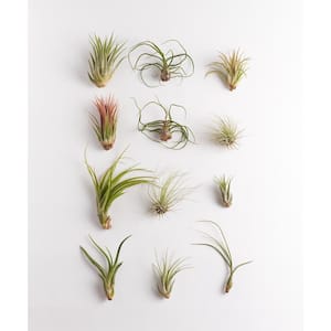 Assorted Air Plant (12-Pack)