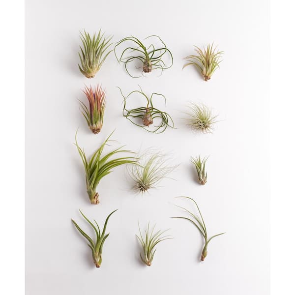 Shop Succulents Assorted Air Plant (12-Pack)