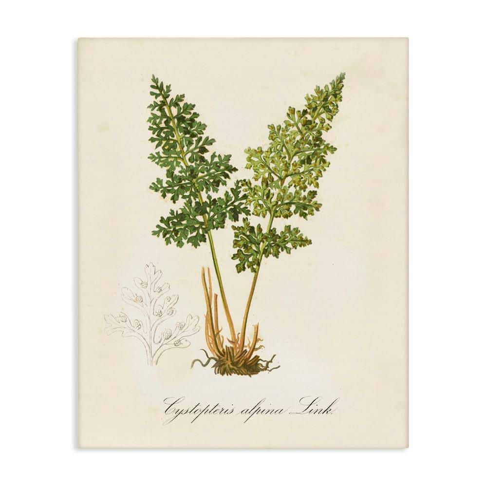 Biological Plant Study by Tina Higgins Designs, Inc. Unframed Nature Graphic Art Print 48 in. x 36 in. price history on PriceWatchPro