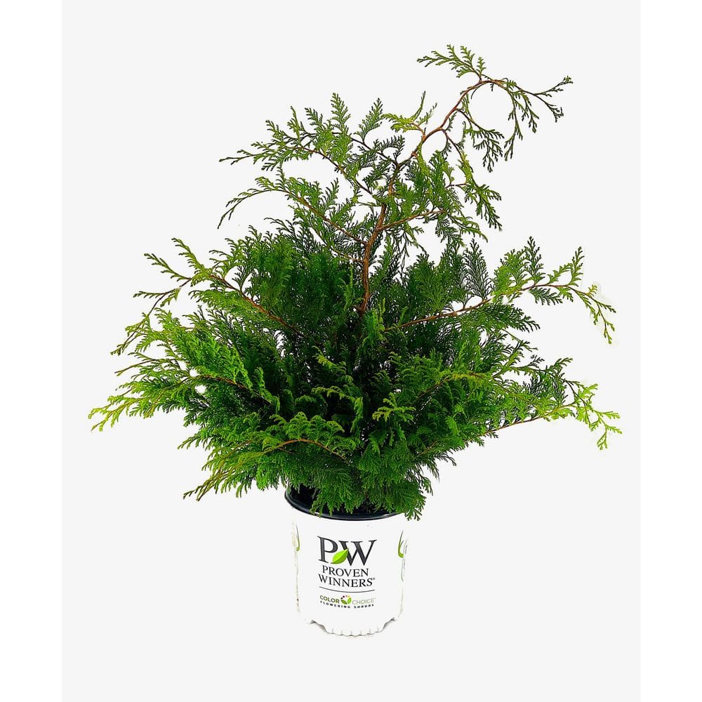 PROVEN WINNERS 2 Gal. Cedar Rapids False Cypress Live Evergreen