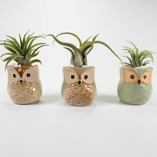 TropicalPlants.com Air Plant Trio (Tillandsias) - Live Plants in 2.3 in. Brown, Tan Color Ceramic Owls Pot Set w/ White Stone (3-Pack)