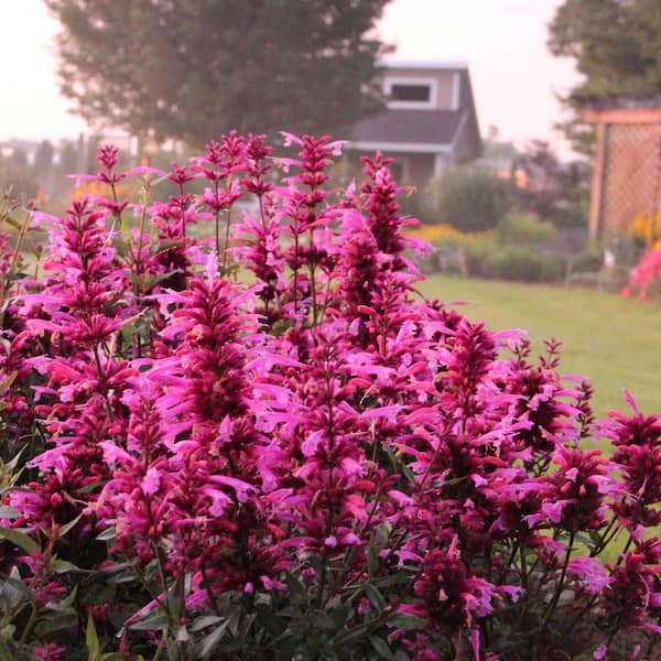 national PLANT NETWORK 3.25 in. Rosie Posie Lavender-Pink Bloom Agastache Plant (4-Piece)