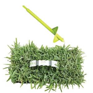 St Augustine Floratam Sod/Grass Plugs 16-Count/SP Power Planter Bundle - Natural, Affordable Lawn Improvement