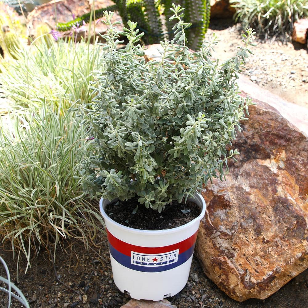 Silverado Sage Leucophyllum Perennial Shrub in 8 Quart Container