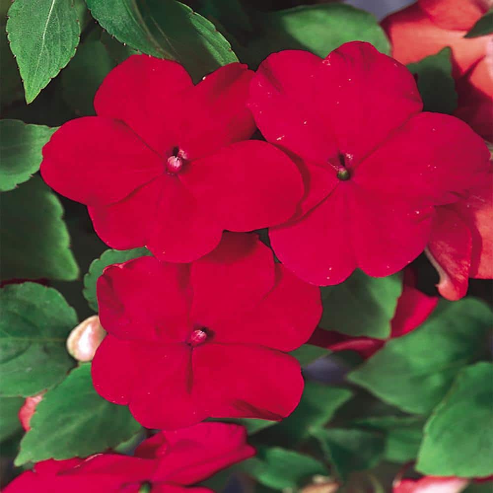 BEACON Select Round Planter Impatiens with Red Flowers 1004884400 - The ...