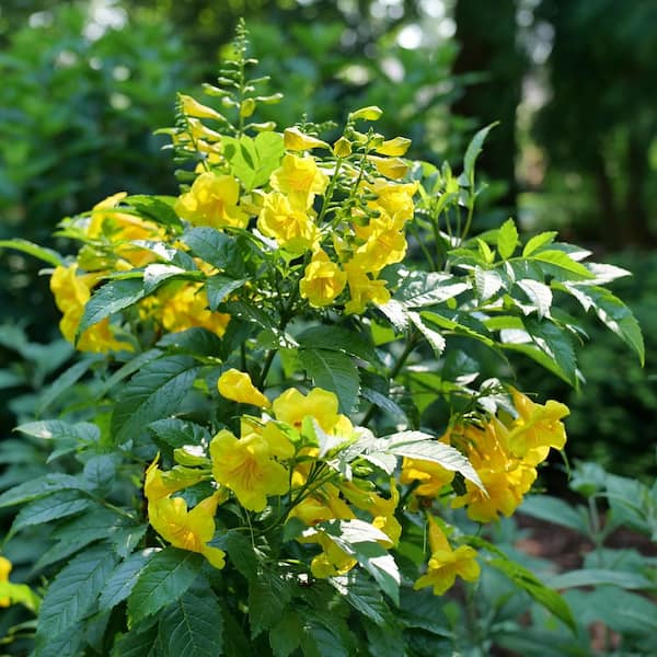 1 Gal. Chicklet Gold Esperanza (Tecoma stans) Live Flowering Shrub with Yellow Flowers