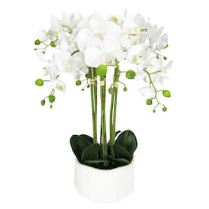 20 in. 6-Stem Cream White Artificial Phalaenopsis Orchid Flower Arrangement in Textured Ceramic Pot