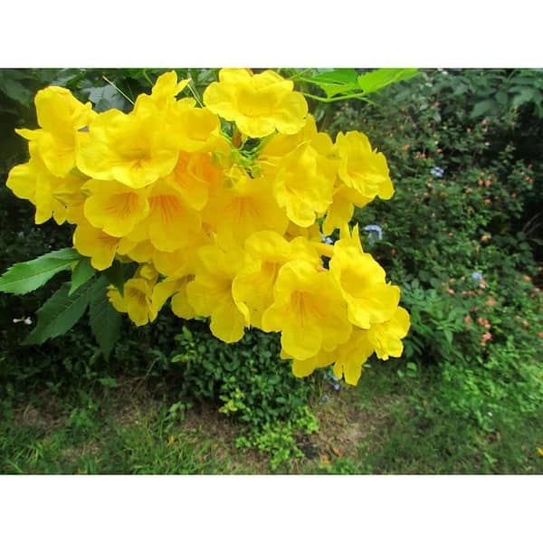 Wekiva Foliage Yellow Esperanza Plant-Yellow Bells-Live Plant in a 10 Inch Pot-Standard-Tecoma Stans-Flowering Tree Garden