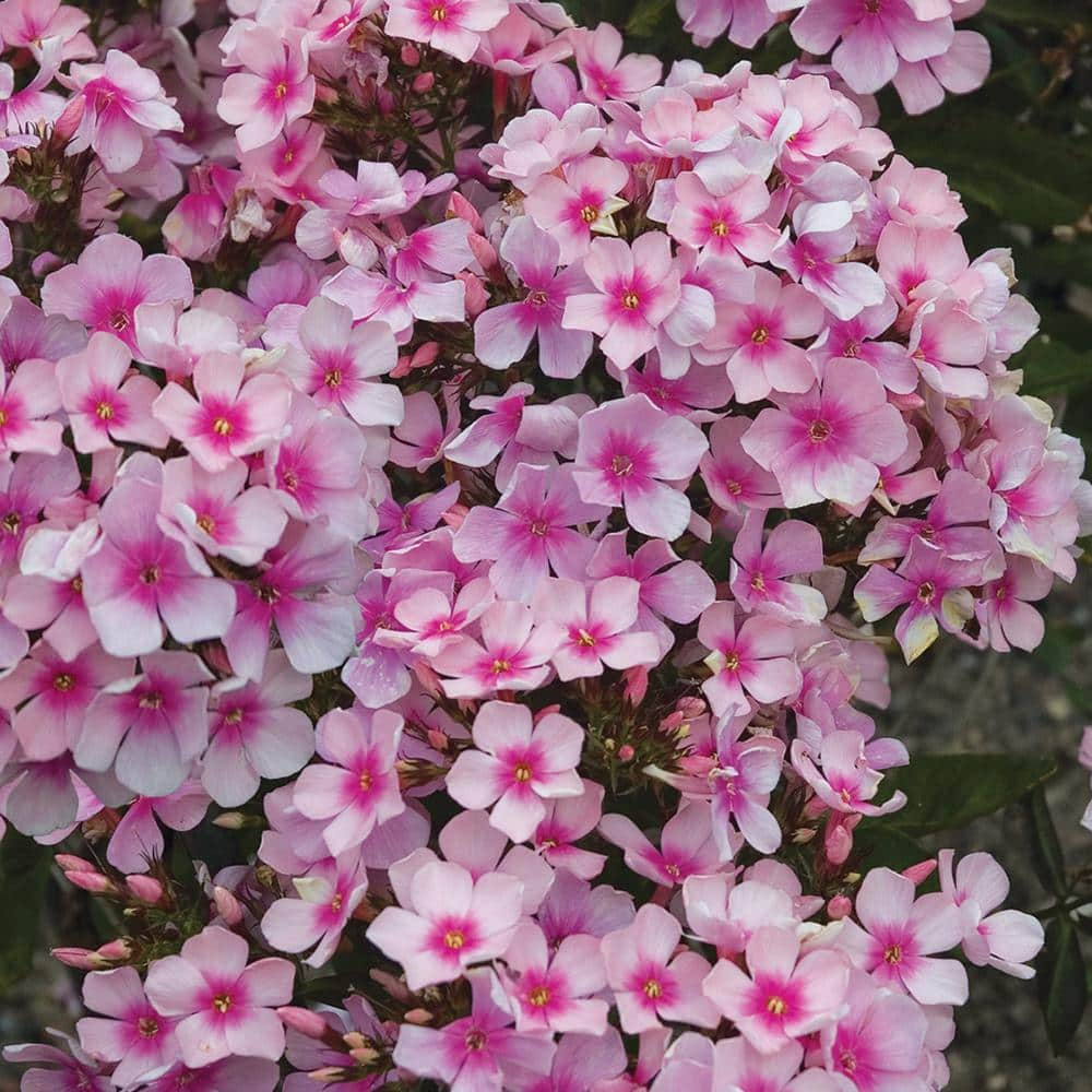 Vigoro 2 QT Phlox 'Festival Compact Rose Dark Eye' Pink Perennial Plant ...