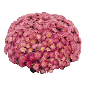 1.8 Gal. Mum Chrysanthemum Plant Pink Flowers in 11 In. Hanging Basket