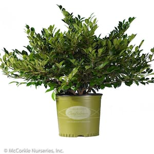 3 Gal. Emerald Heights Distylium, Evergreen Shrub with Glossy, Green Foliage and Upright Habit
