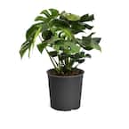 United Nursery Monstera Deliciosa Split Leaf Philodendron Swiss Cheese  Plant in 10 inch Premium Sustainable Ecopots Dark Grey Pot MDELICIOSA10DG -  The Home Depot